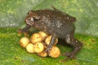 <i>Bryophryne nubilosus</i>