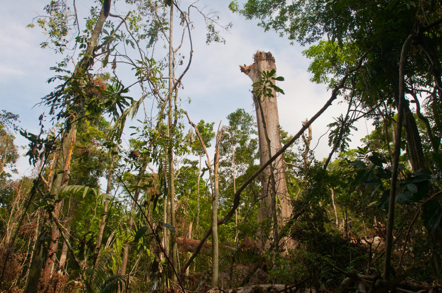 Tropical Forest Gap