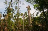 Tropical Forest Gap