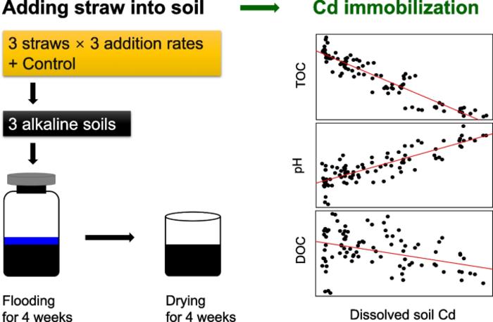 Organic matter addition promotes Cd immobilization in alkaline paddy soils