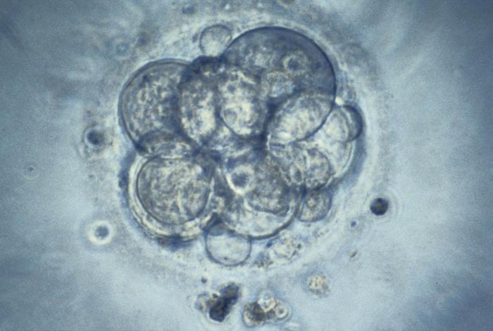 Human embryo for IVF