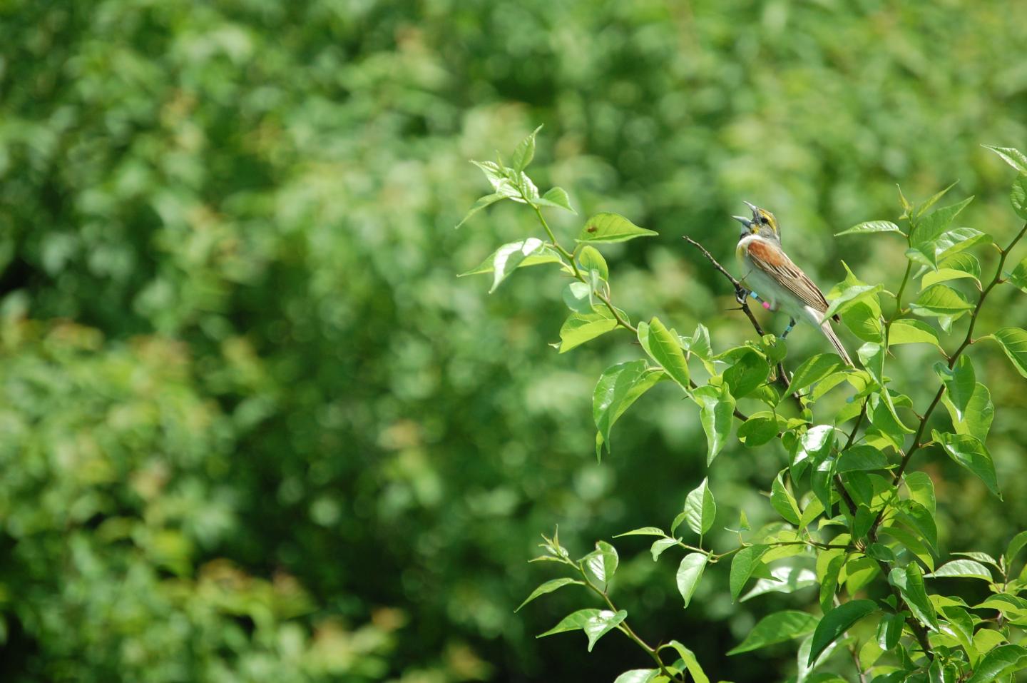 Dickcissel