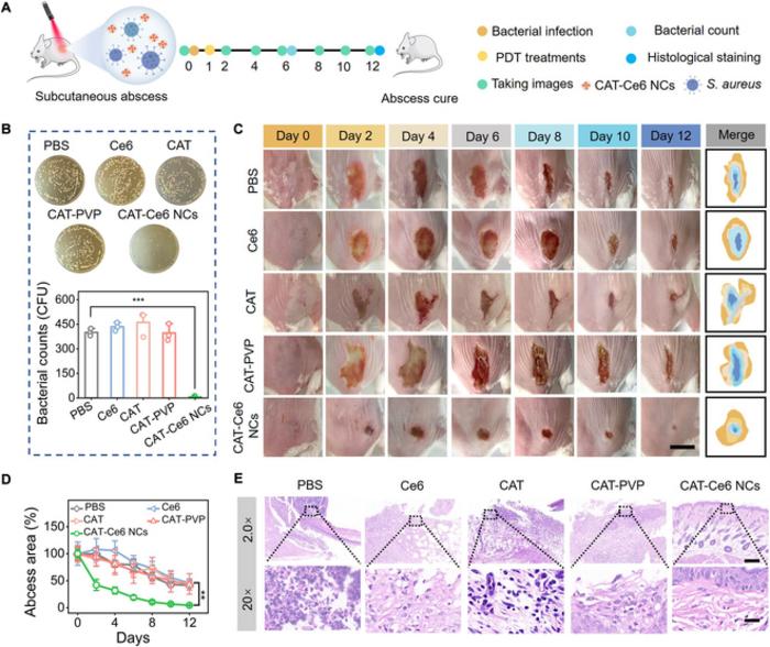 Figure 7. In vivo catalysis-augmented PDT of MRSA-infected subcutaneous abscess