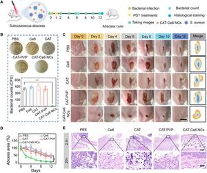 Figure 7. In vivo catalysis-augmented PDT of MRSA-infected subcutaneous abscess