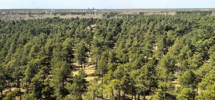 Taklamakan afforestation