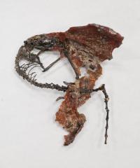 <I>Labidolemur kayi</I> Fossil