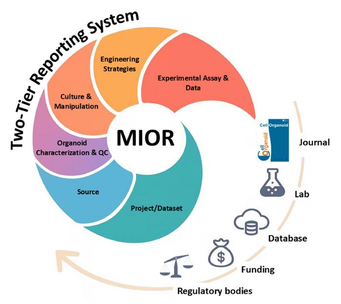 Minimum Information about Organoid Research (MIOR): a framework for reproducibility, interoperability, and translation