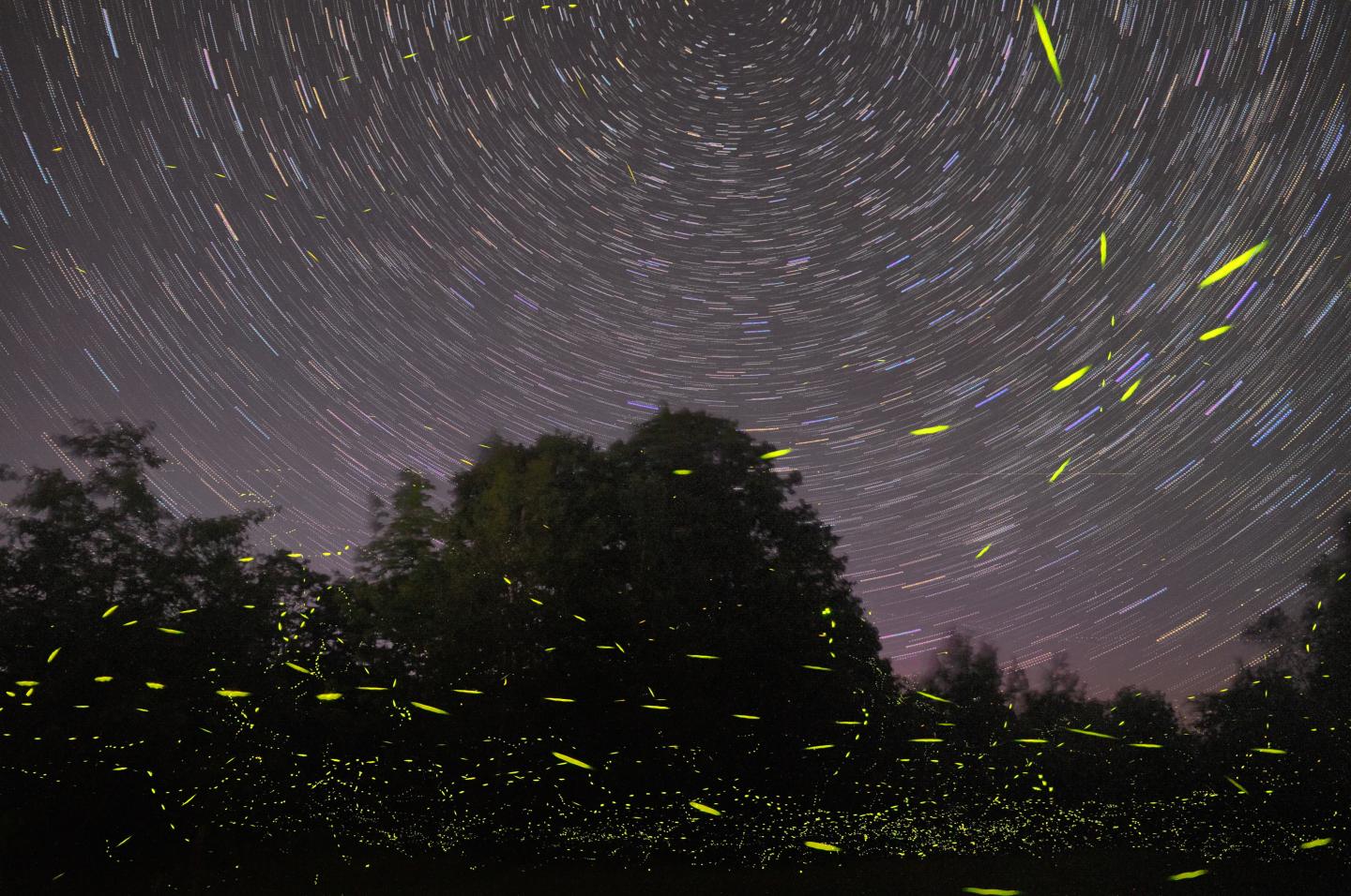 Fireflies