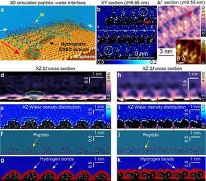 Figure 3.  Molecular dynamics analysis of water density distribution and hydration motifs at the peptide interface.