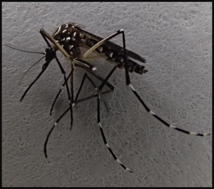 <i>Aedes</i>