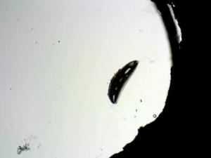 Chaoborus edulis air sac imploding