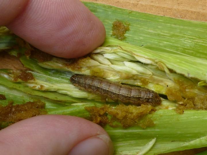 Fall Armyworm