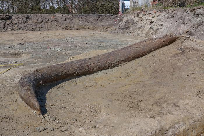 The mammoth’s tusk at the excavation site