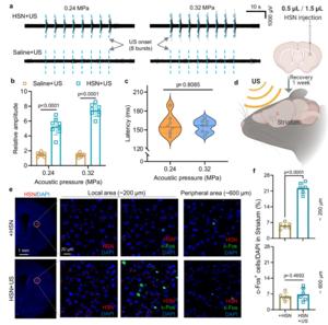 HSN-enabled precise ultrasound neural activation in targeted brain regions.