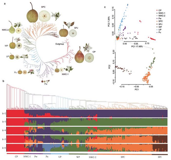 Phylogenetic relationships and population structure of Pyrus accessions.