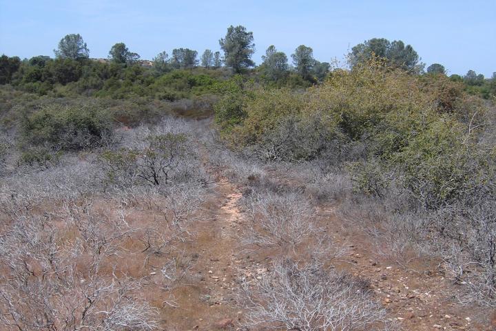 Manzanita Mortality