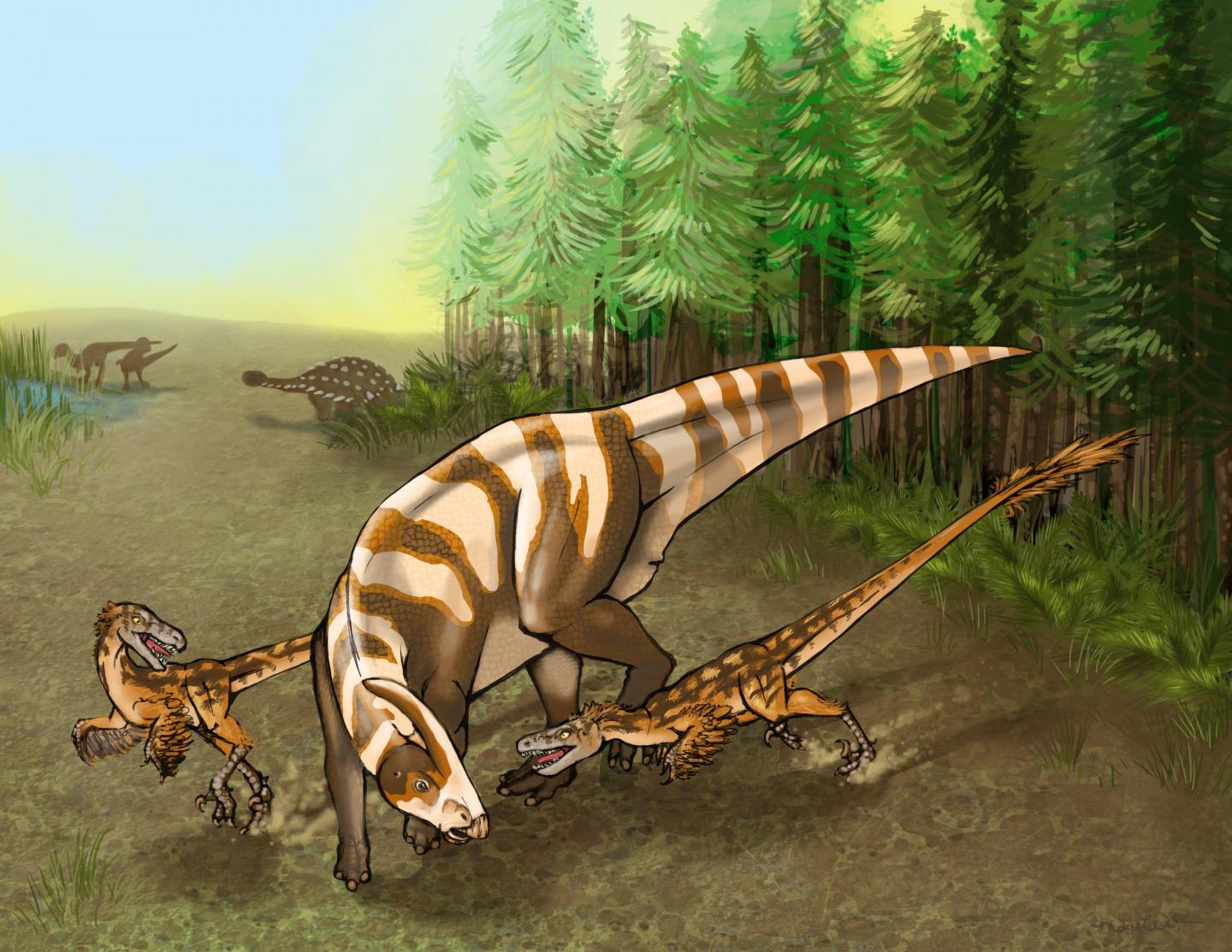 <i>S. sullivani</i> on the Attack