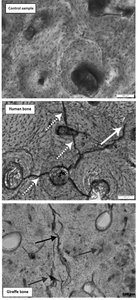 Comparative histology