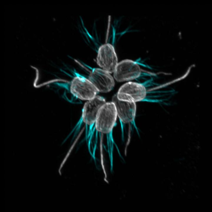 Bacterial Signal Triggers Protozoan Mating Swarm