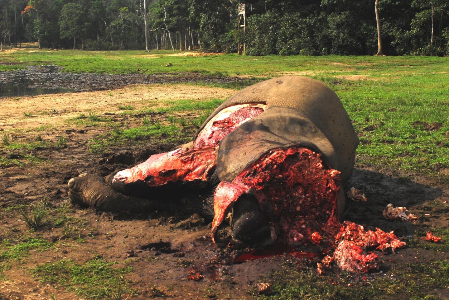 Poached Forest Elephant