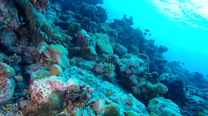 Mesophotic reef in the Indian Ocean