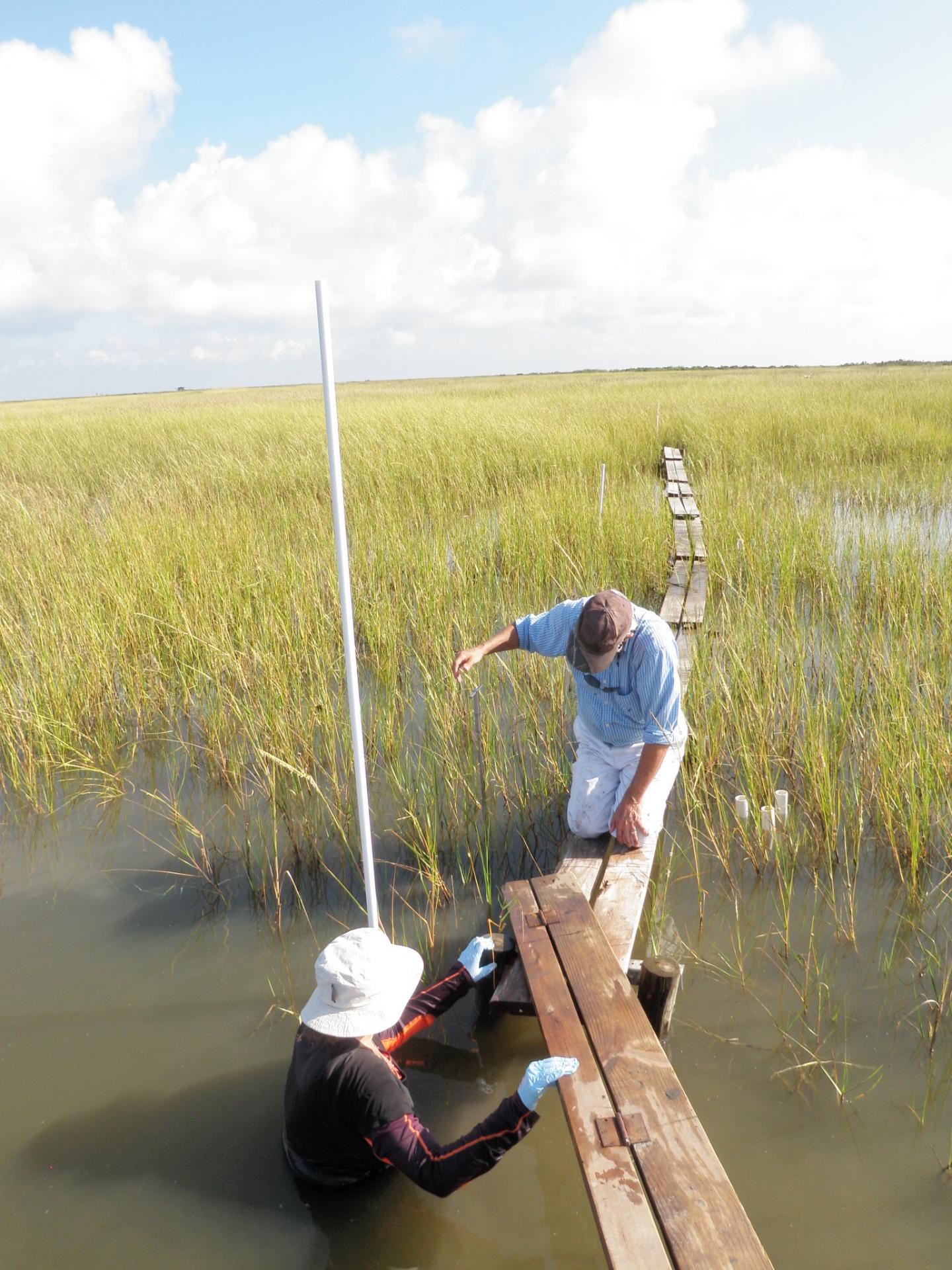 Deepwater Horizon Impact Research