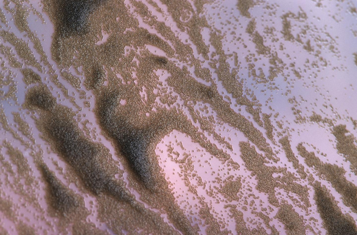 Oyster Larvae