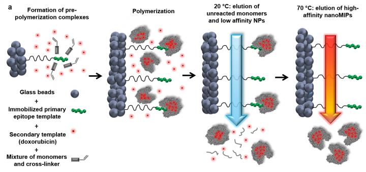 Figure 3. NanoMIP Synthesis