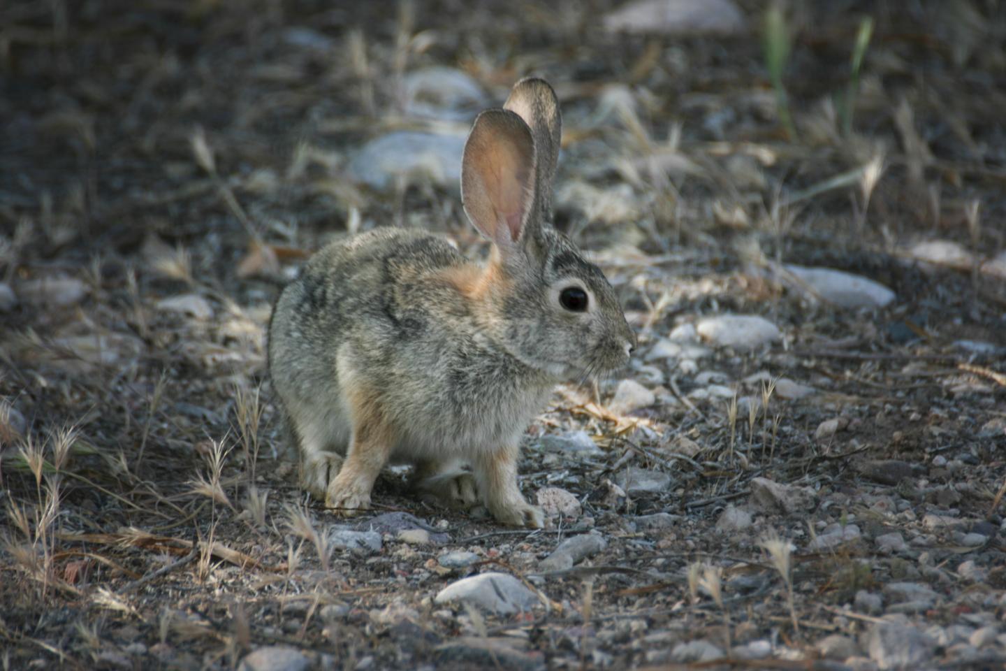 Rabbit