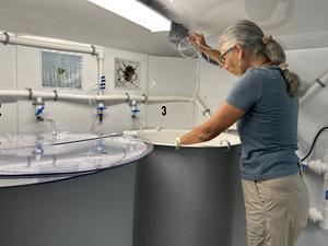 Conch Aquaculture
