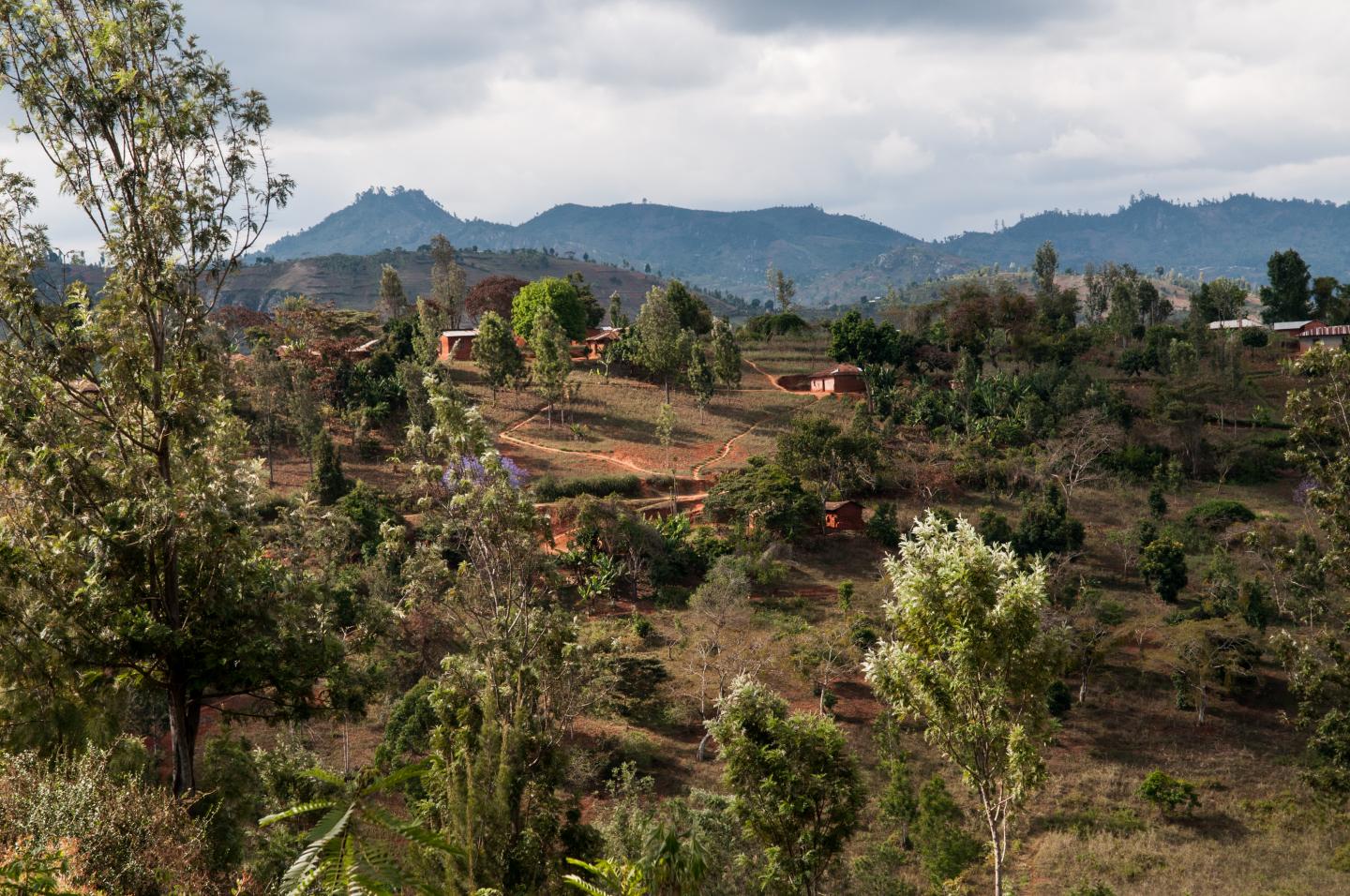 Lushoto Farm