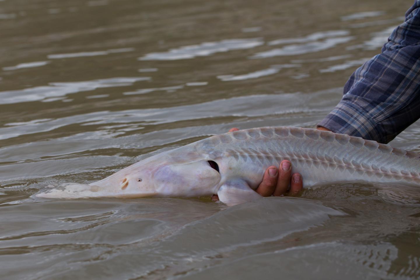 Pallid Sturgeon