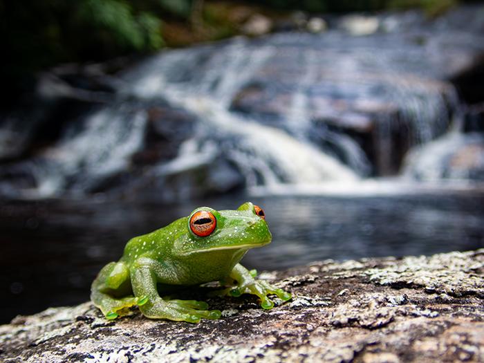 Tree frog