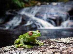 Tree frog
