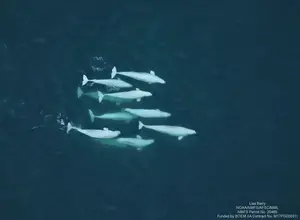 Belugas swimming together