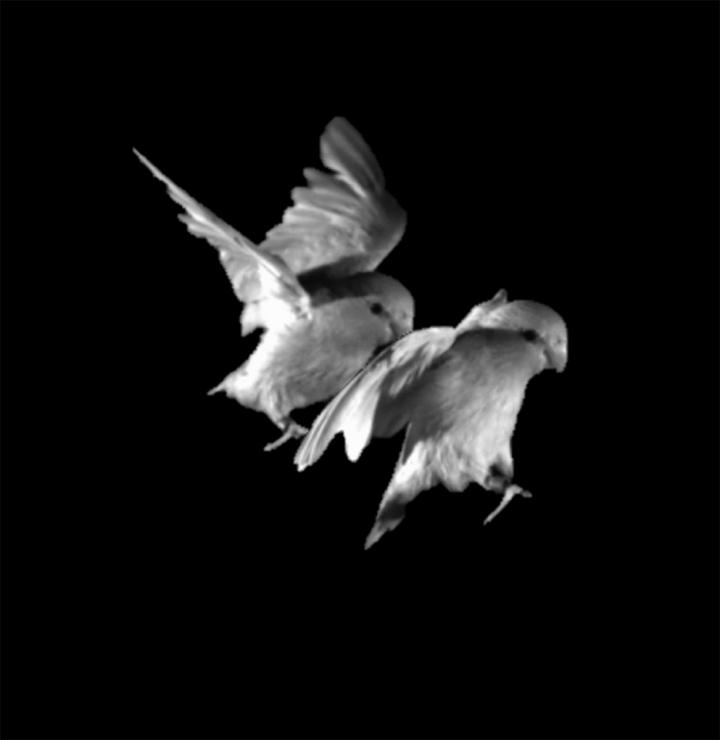 Picture of I Believe I Can...Hop: Foraging Parrotlets Optimize Energy During Short ...