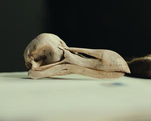 DodoSkull-NaturalHistoryMuseumDenmark