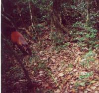 Phototrap Image of a Red Duiker (<I>Cephalophus natalensis</i>)