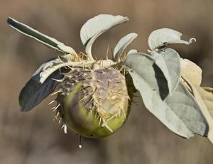 Immature fruit of Solanum nectarifolium