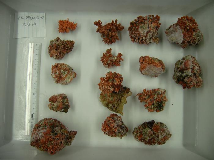 Rhodoliths collected from the waters off Tanegashima Island