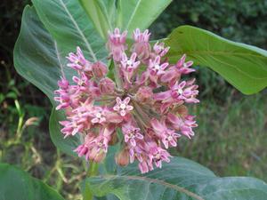 Fig. 1: The heat-loving milkweed is increasingly spreading in the lowlands of Austria. It can form dense stands and then displace native species.