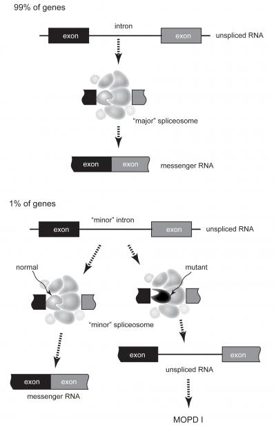 'Minor' Introns Essential for Human Development (2 of 2)