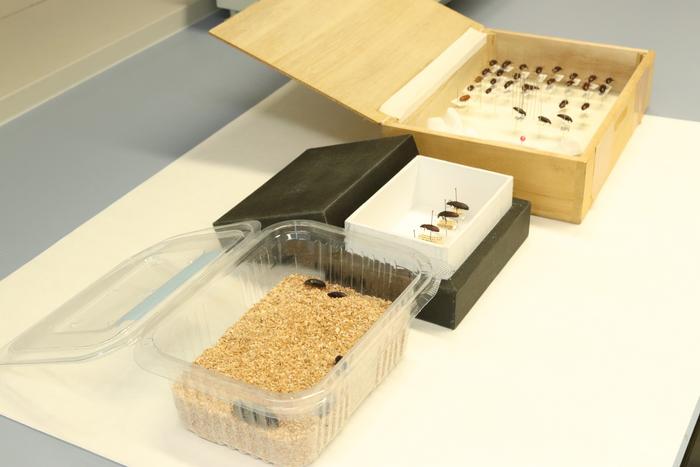 Mealworm beetles (Tenebrio molitor) preserved in the entomological collection of Ehime University, Japan