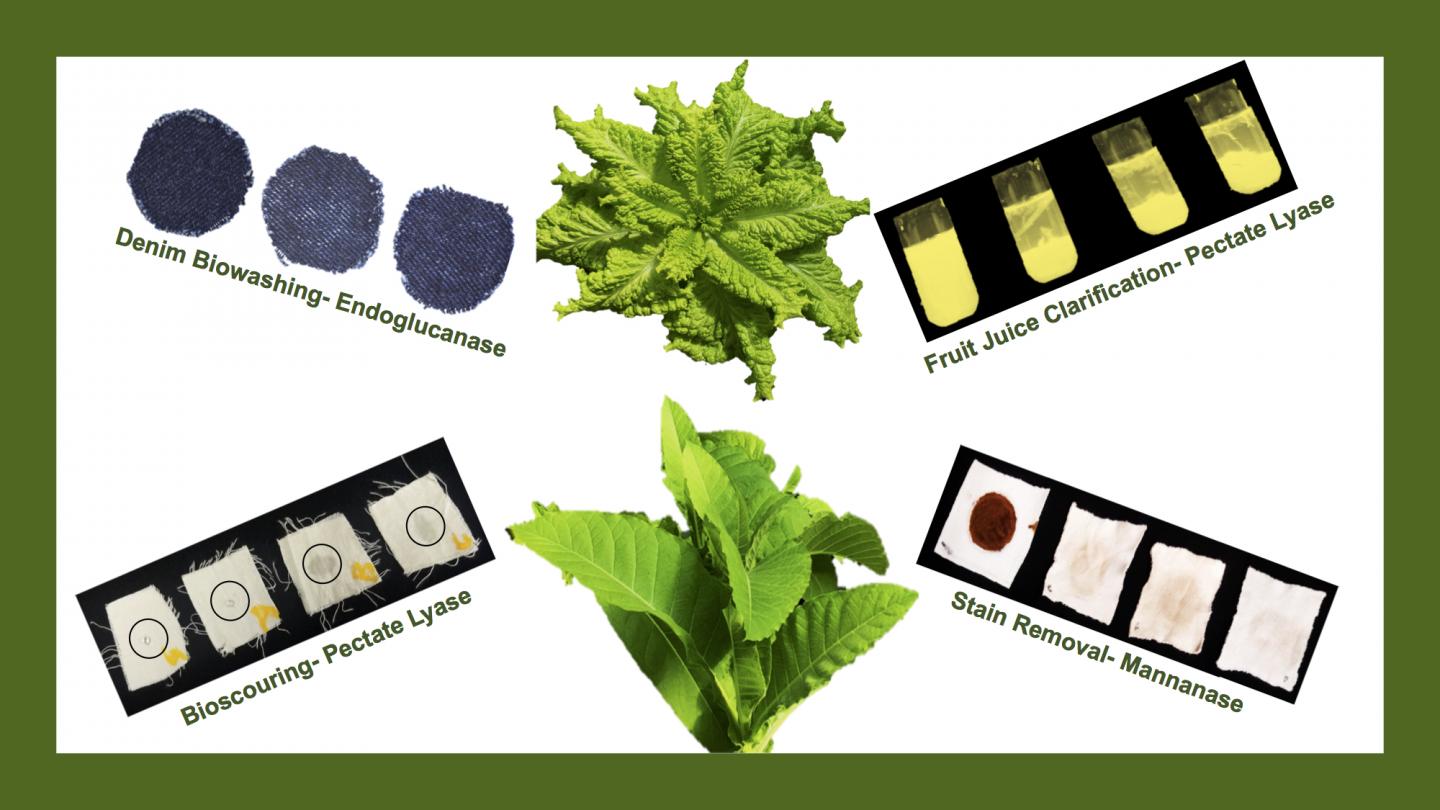 Everyday Enzymes Grown In Plants