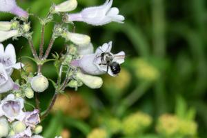 Bee on flower