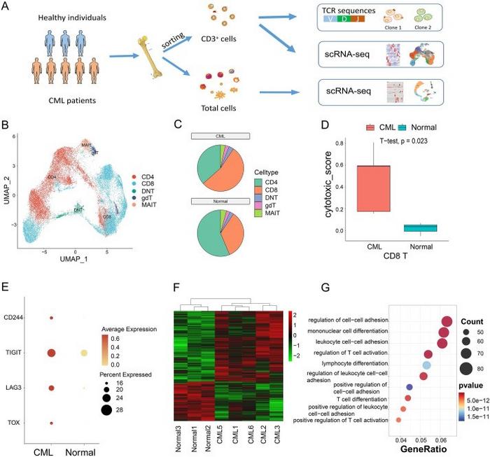 Composition and functional variation of T cells in CML.