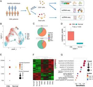 Composition and functional variation of T cells in CML.