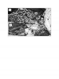 Gold Nugget-Producing Bacteria