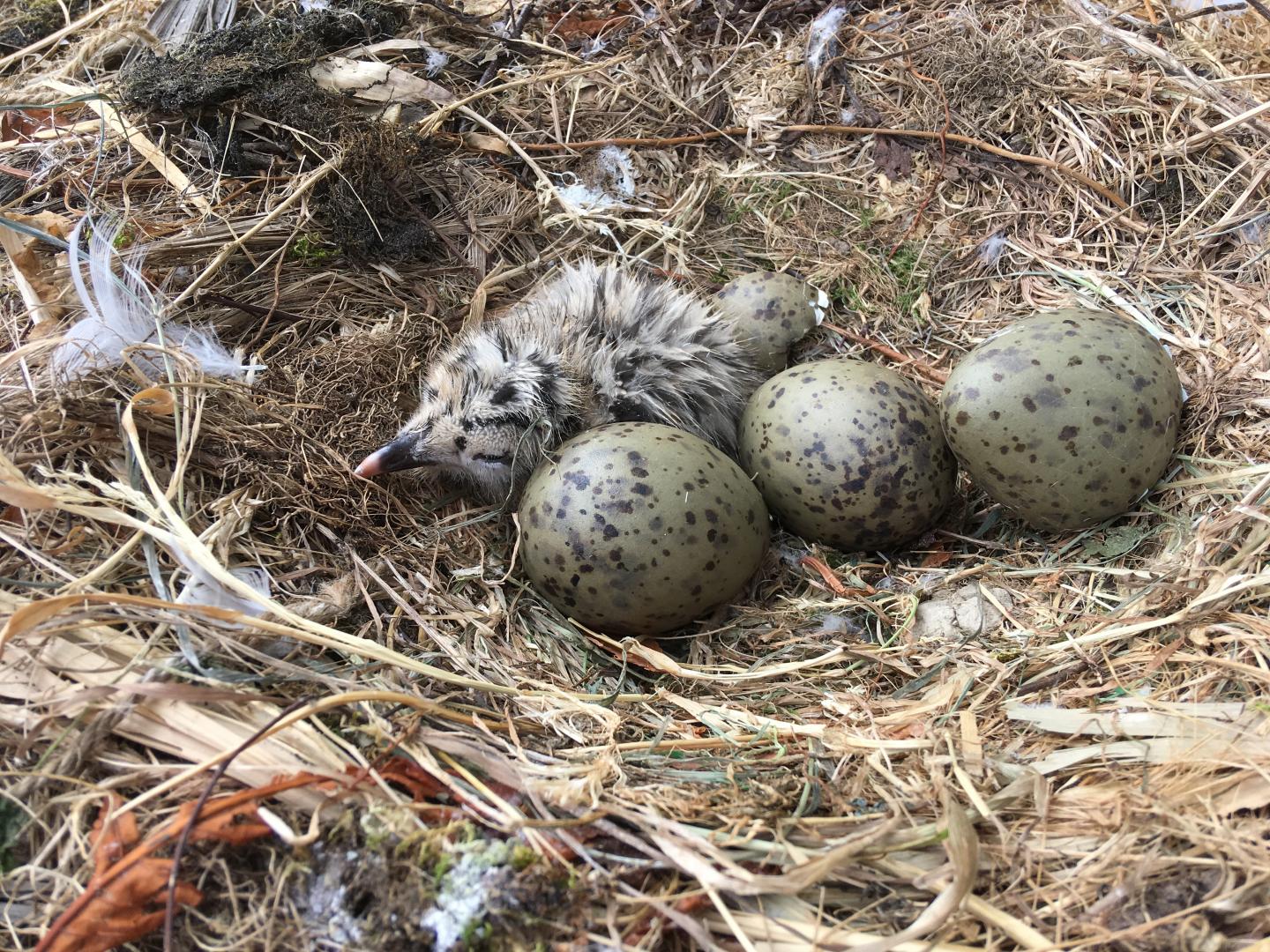 A herring gull chick and eggs