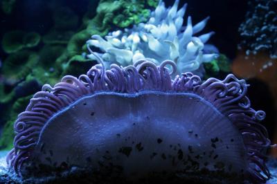 Coral in Gulf of Eilat